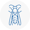 New Sarum Wasp Nest Removal